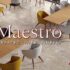 dai dien- maestro - 2
